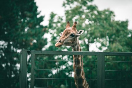 a giraffe standing in front of a fence