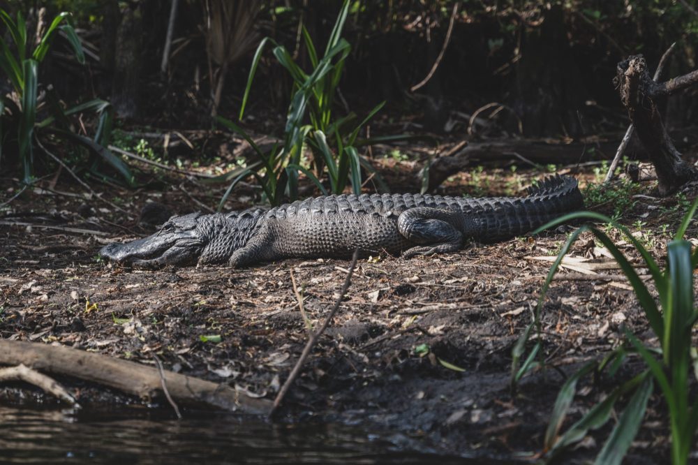 a reptile on a rock