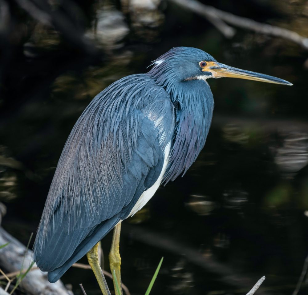 a close up of a bird