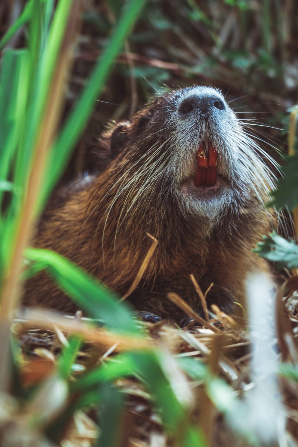 a close up of an animal
