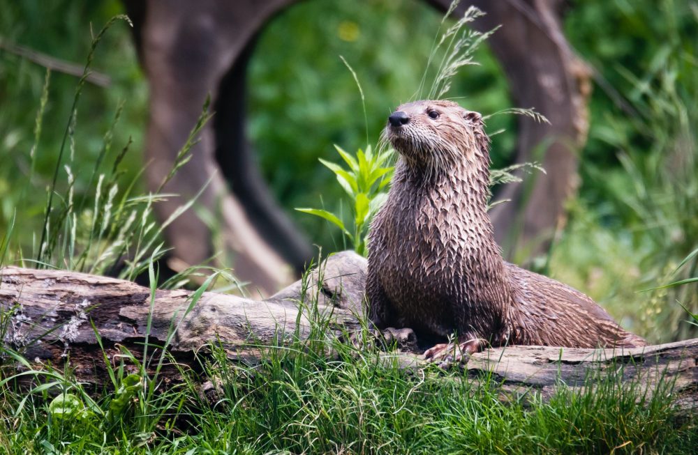 a rodent sitting on a rock