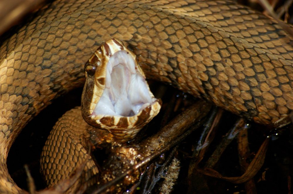 a close up of a snake