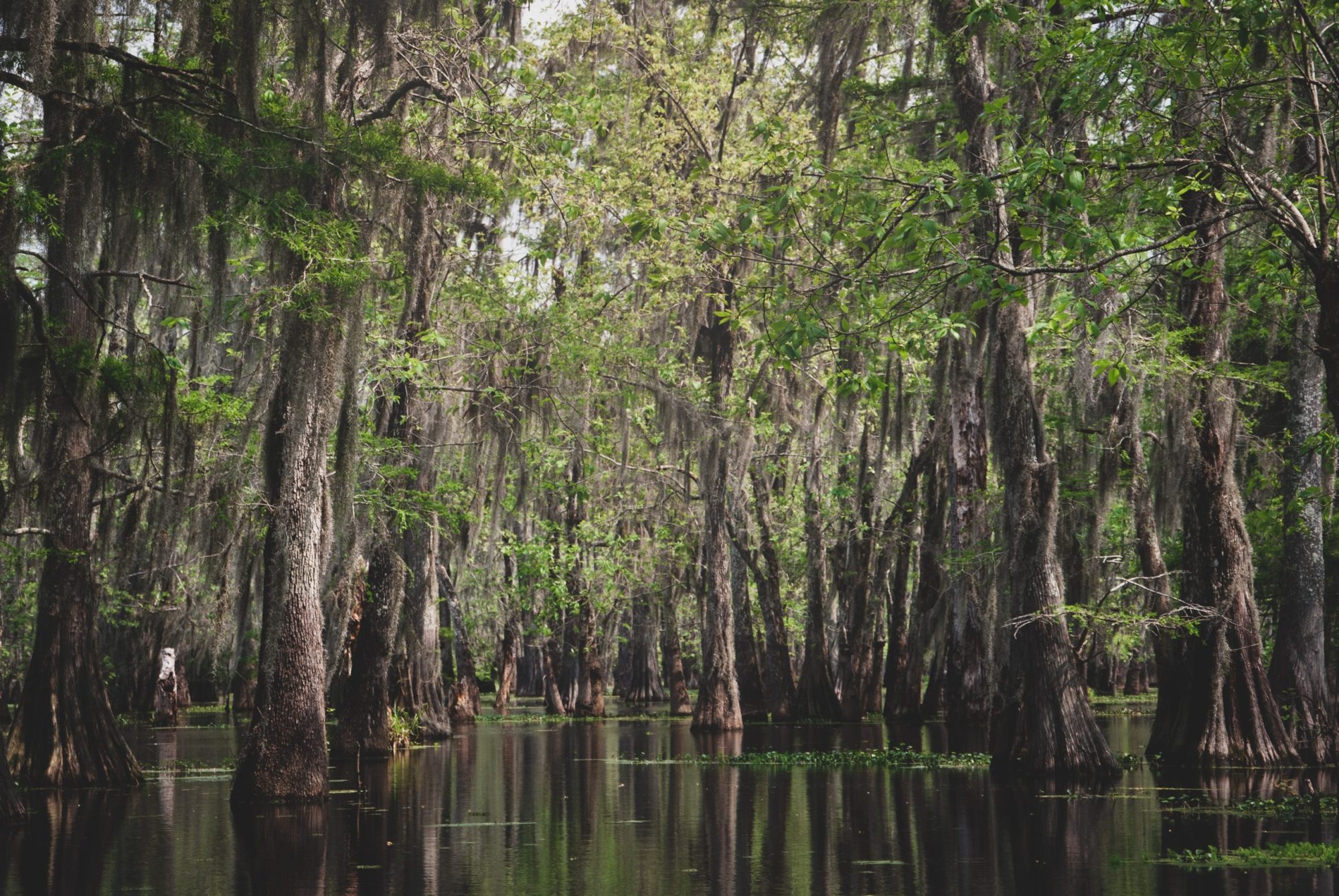 a tree next to a body of water
