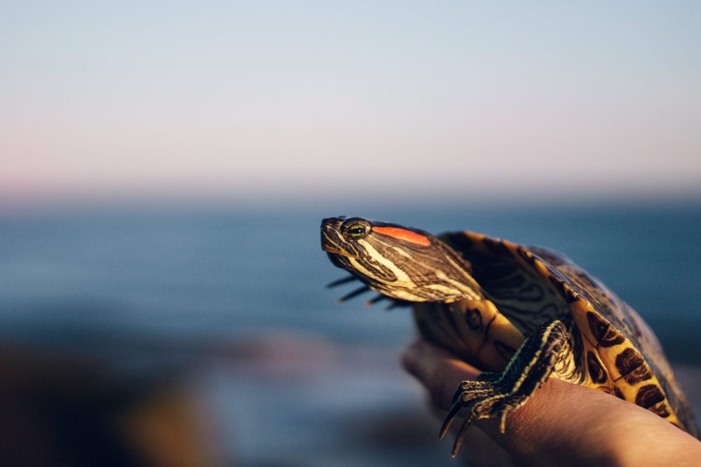 a turtle swimming under water