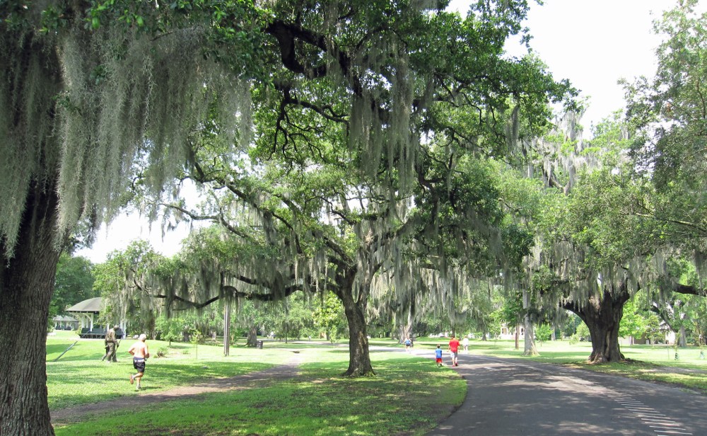 a large tree in a park